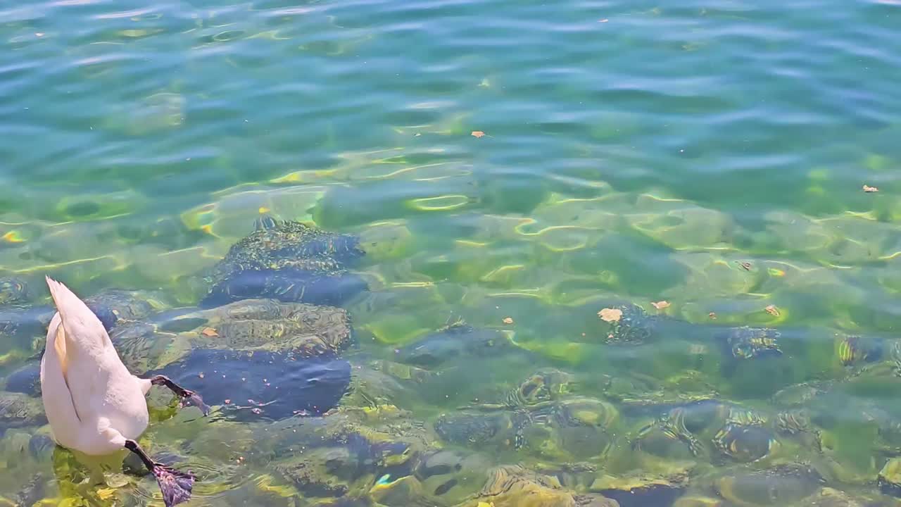 Duck and geese ducking in Lake Geneva