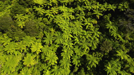 Luftaufnahme-Von-Oben-Nach-Unten-über-üppige-Grüne-Farnbäume,-Tropischer-Dschungel-Bei-Sonnenuntergang