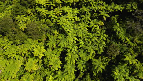 top down aerial orbit view over lush green fern trees, tropical jungle on sunset