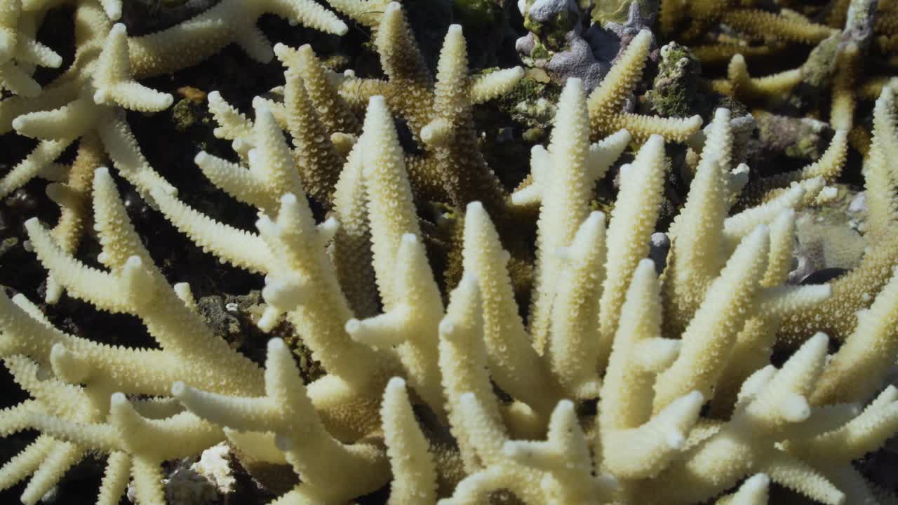 arrecife de coral de cuerno de ciervo blanco blanqueado, el calentamiento global está matando arrecifes