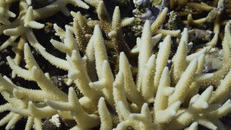 bleached white staghorn coral reef, global warming is killing reefs