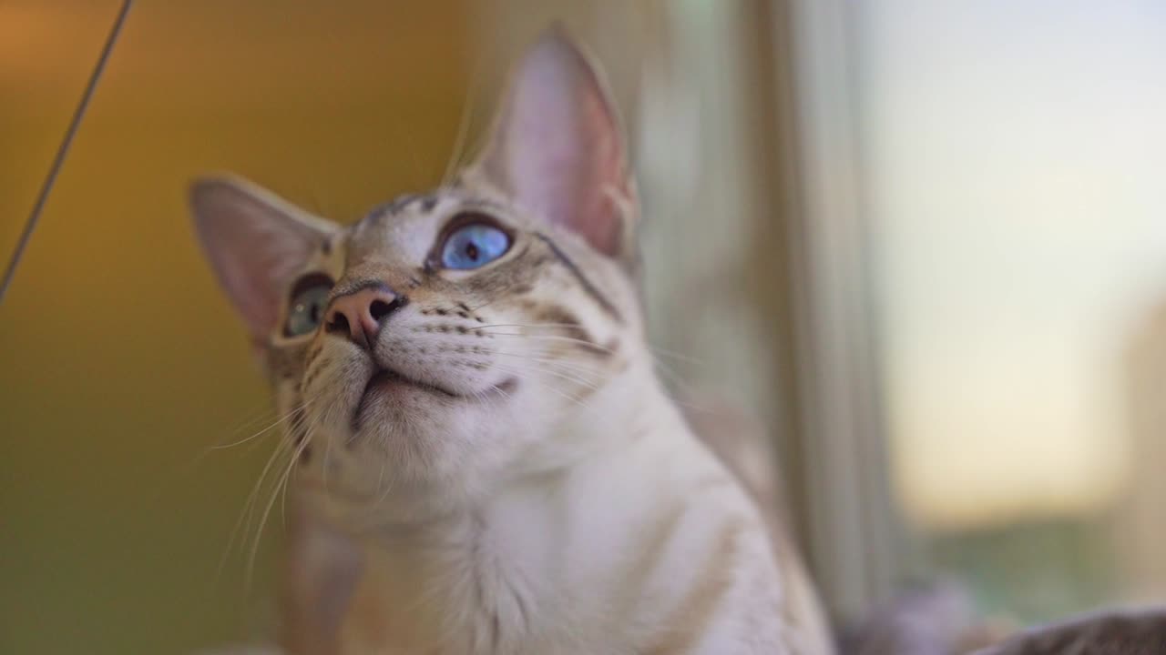 el gato doméstico bengalí-oriental con ojos azules observa al dueño