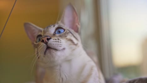 el gato doméstico bengalí-oriental con ojos azules observa al dueño