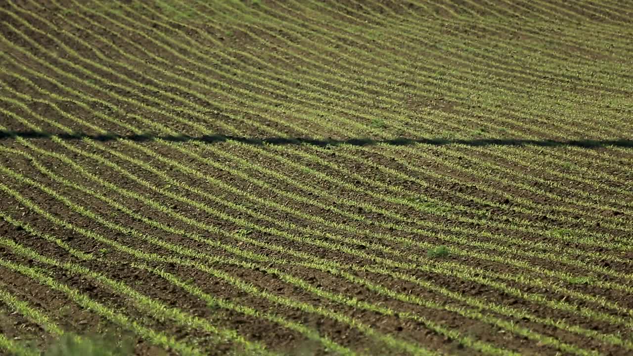 Wind turbine's shadow casts over neatly plowed agricultural land under sunlight
