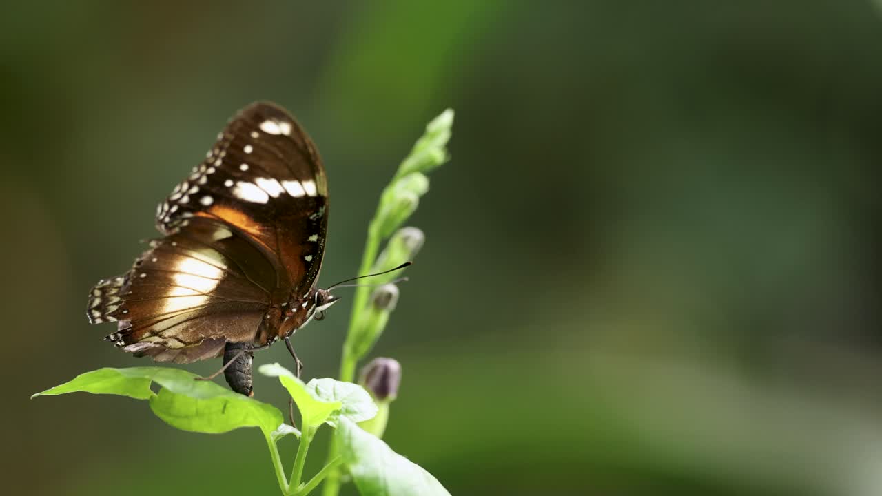 Una farfalla Corvo Indiano Comune si posa su una foglia in un ambiente sereno e verde con una morbida illuminazione naturale