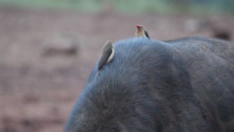 pájaros de pico rojo sentados en la espalda de un búfalo africano en aberdare, kenya