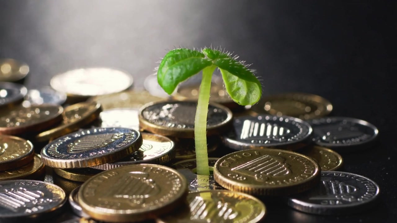 En spirende grøn plante stiger op gennem mønter på et vådt sort bord og åbner kimblade mod lyset.