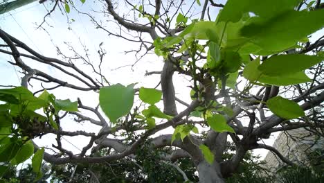 close up of tree branches with few leaves after storm with sun leaking through leaves