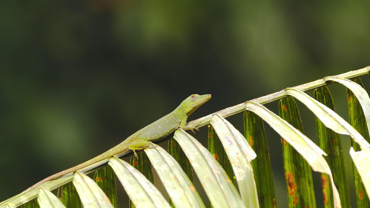 주변을 둘러보고 있는 종려나무 가지에 몸을 담그고 있는 녹색 anolis 도마뱀의 슬라이더 샷
