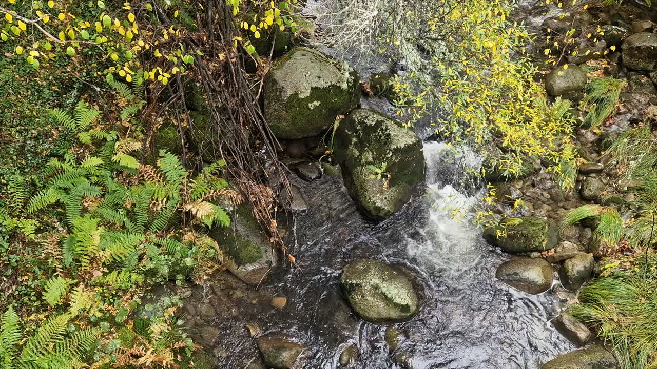 Crystal clear water flowing over mossy rocks in a small mountain stream in the Sierra de Gredos, Salamanca, Spain. Lush green forest environment
