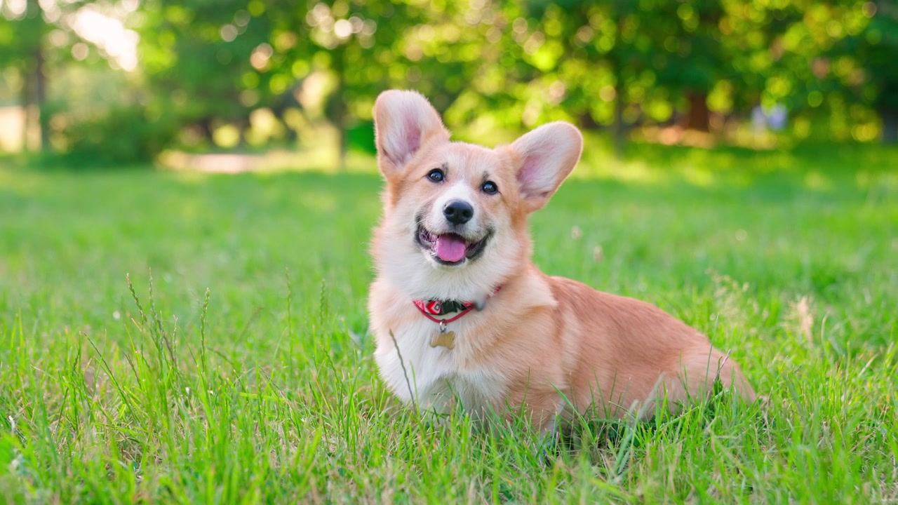 Lindo perro Corgi sentado y sonriendo en el césped verde del parque