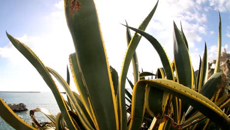 伊比萨仙人掌 (ibiza cactus) 的原产地