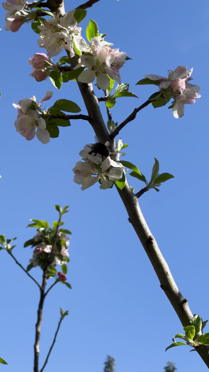 Vertical handheld video of apple tree flowers in spring, with a black-and-yellow striped hoverfly moving among pink buds and green leaves, glowing in soft sunlight against a blurred blue background.