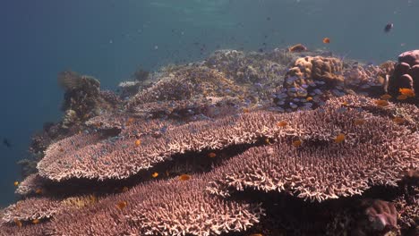 Reihe-Großer-Tischkorallen-Mit-Rifffischen-Und-Blauem-Ozean-Im-Hintergrund