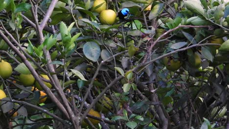 aves exóticas animadas tanager de cuello azul en la copa de los árboles saltando y buscando comida, observación de aves