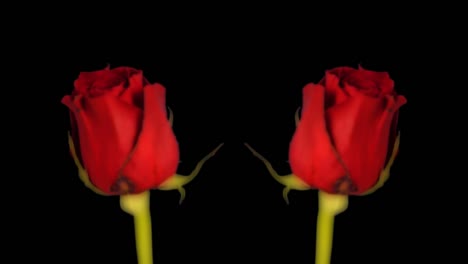 flower grow 05