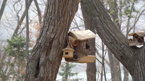 Nami-Island-bird-is-entering-birdhouse-on-tree