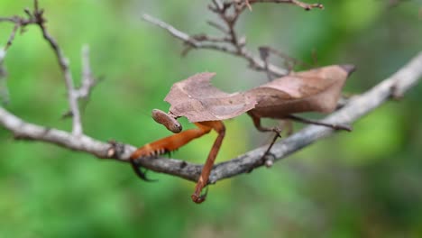 Dead-Leaf-Mantis,-Deroplatys-desiccata