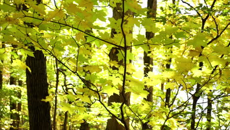 Yellow-maple-leaves-and-tree-trunks-in-autumn