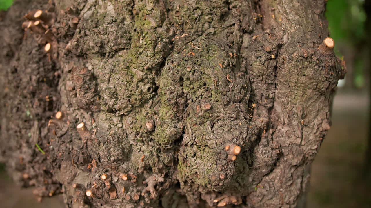 Sick and old tree