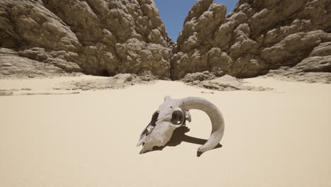 skull in the desert