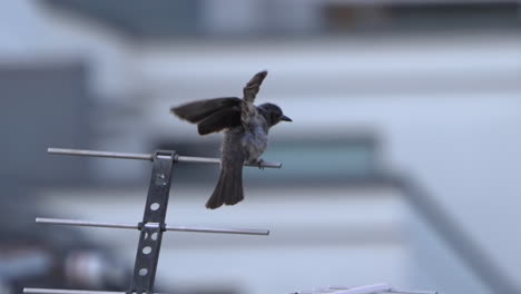 Braunohriger-Bulbul,-Der-Tagsüber-Auf-Einer-Antenne-Sitzt---Nahaufnahme