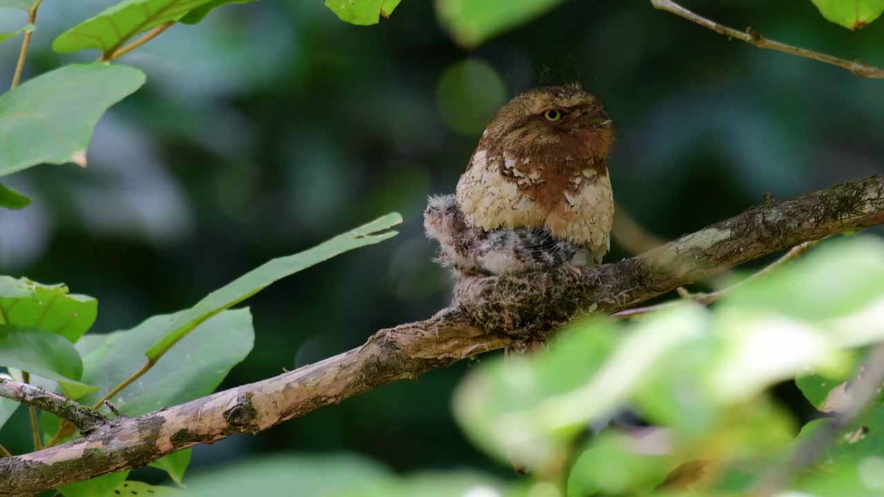 The Javan Frogmouth or Horsfield's Frogmouth is found in Thailand and other Asian countries