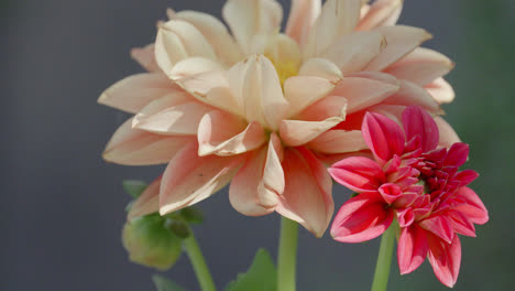 close up video of a peach dahlia flower head with summer sunshine illuminating the garden scene