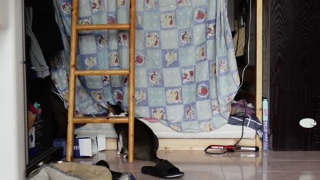 a cat standing on the floor in a messy living room