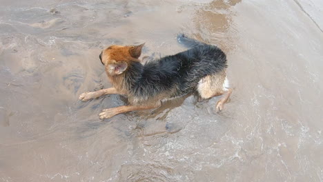 Lindo-Perro-Acostado-En-La-Playa-Arena-Alemán