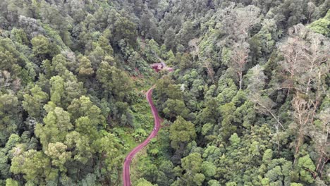 Die-Leute-Gehen-Auf-Einer-Abgelegenen-Straße-Auf-Einem-Majestätischen-Wald