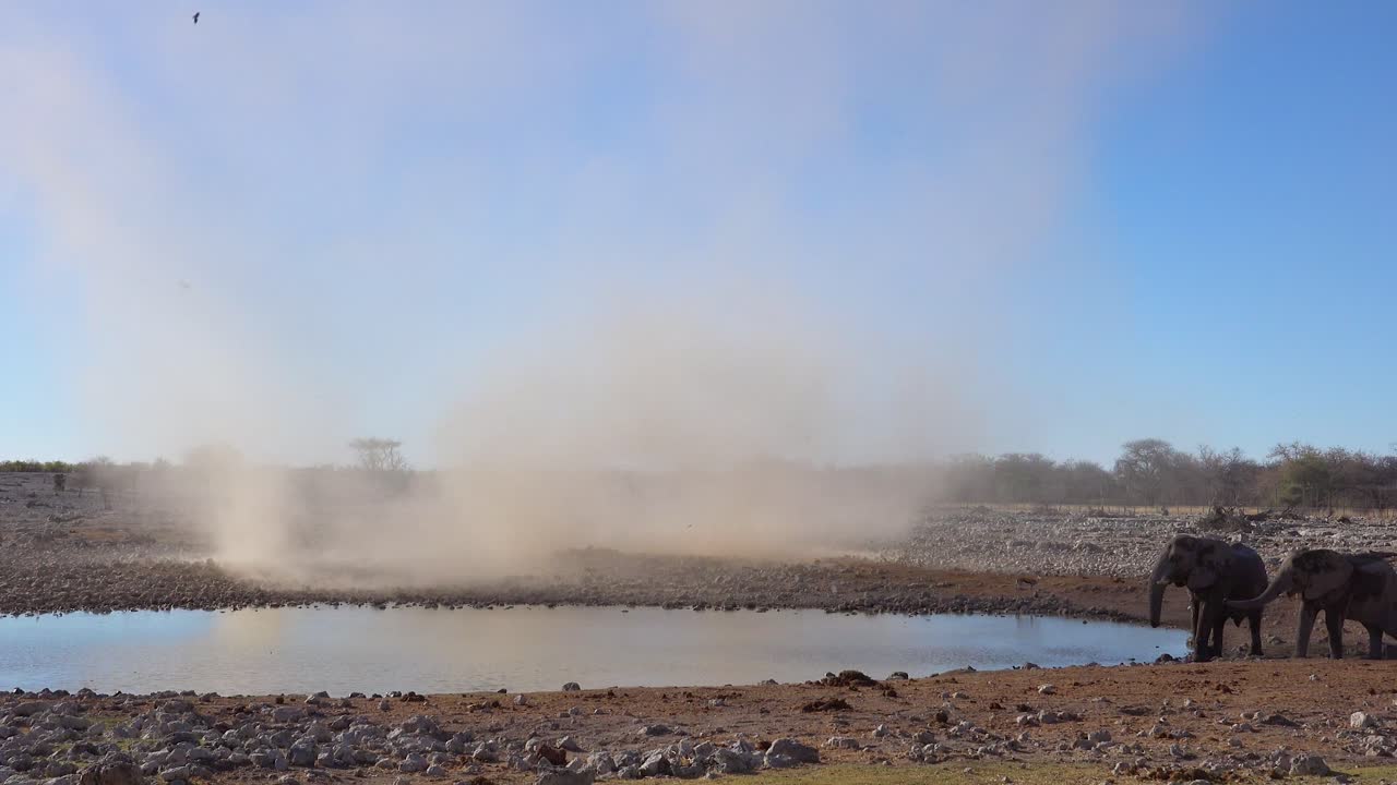 두 마리의 어린 아프리카 코끼리가 마른 가뭄에 시달리는 에토샤 국립공원 나미비아의 물웅덩이에서 먼지 악마 바람 토네이도에 휘말립니다.