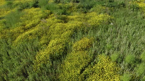 Wild-Area-Buttercup-Flower-Yellow-Green-Barley-Agriculture-Aerial-View