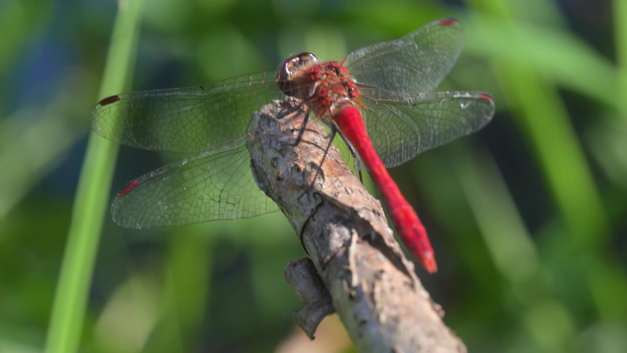 Vista posteriore di una libellula rossa su un ramoscello secco mentre la telecamera la segue naturalmente vicino a canne verdi