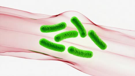 illustration of bacteria
