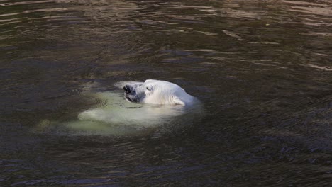 Der-Eisbär-(Ursus-Maritimus)-Ist-Ein-Hyperkarnivorer-Bär,-Dessen-Heimisches-Verbreitungsgebiet-Größtenteils-Innerhalb-Des-Polarkreises-Liegt-Und-Den-Arktischen-Ozean,-Die-Umliegenden-Meere-Und-Die-Umliegenden-Landmassen-Umfasst.