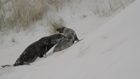 playful new zealand sea lion on the sand dunes at sandfly bay near dunedin, new zealand