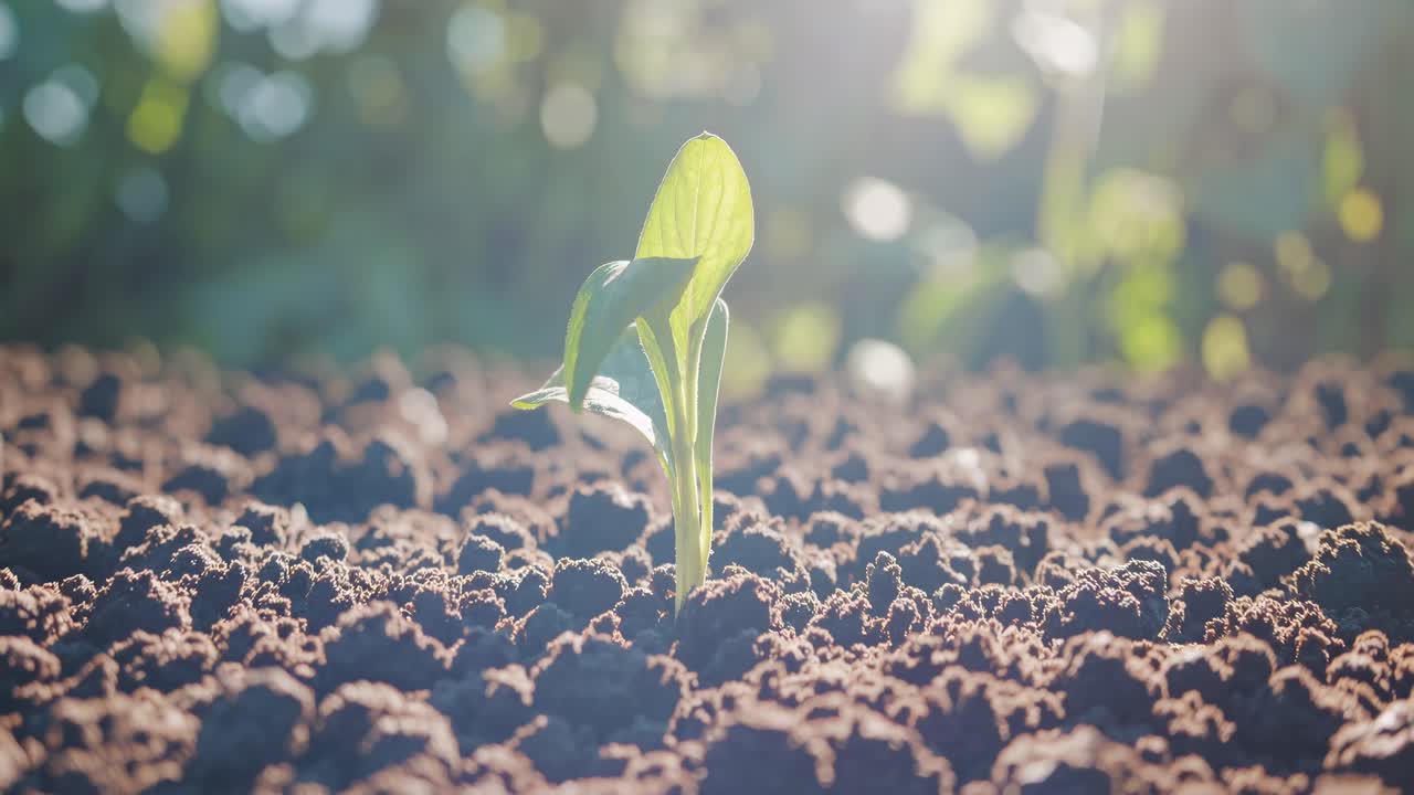 Close-up video of a single green sprout emerging from rich, textured soil, captured at ground level