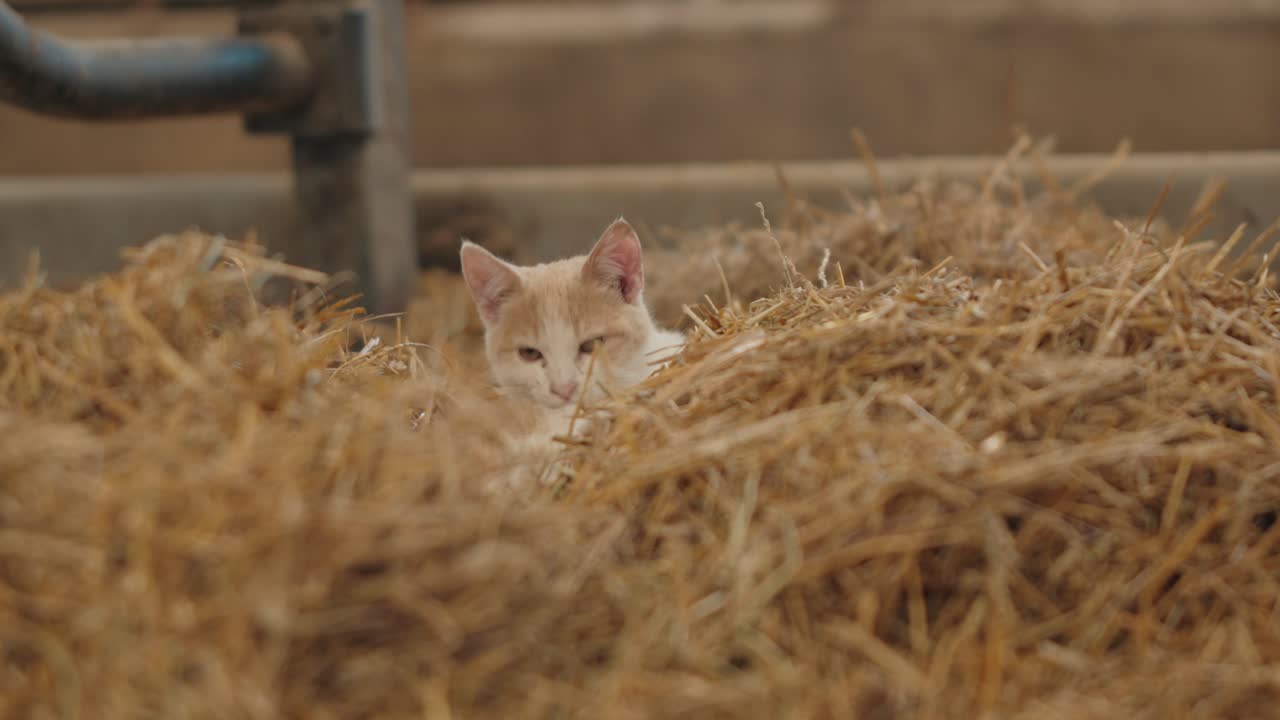 Eine Katze putzt sich, während sie auf Heu auf einem Bauernhof sitzt.