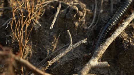 slow motion close up of centipede crawling from top right to bottom left