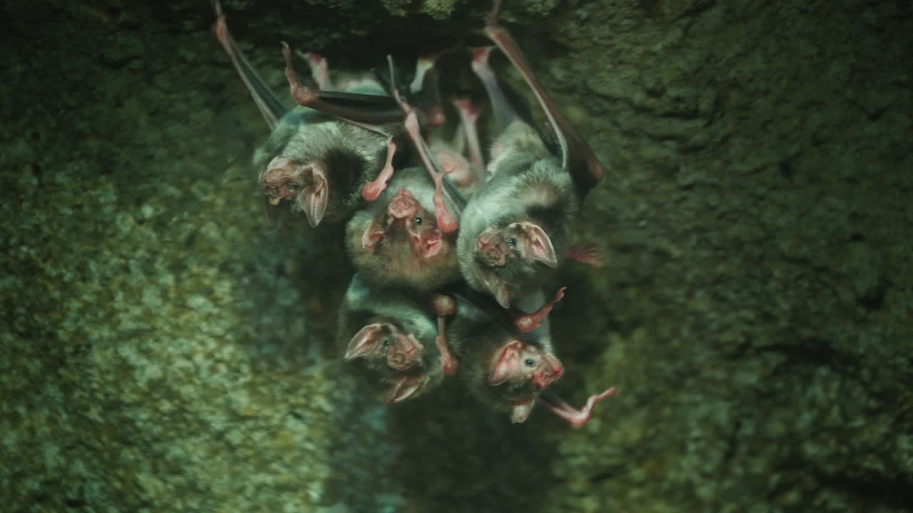 grupo de murciélagos vampiros en una cueva
