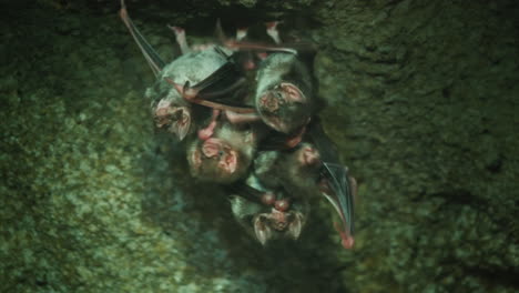 grupo de murciélagos vampiros en una cueva