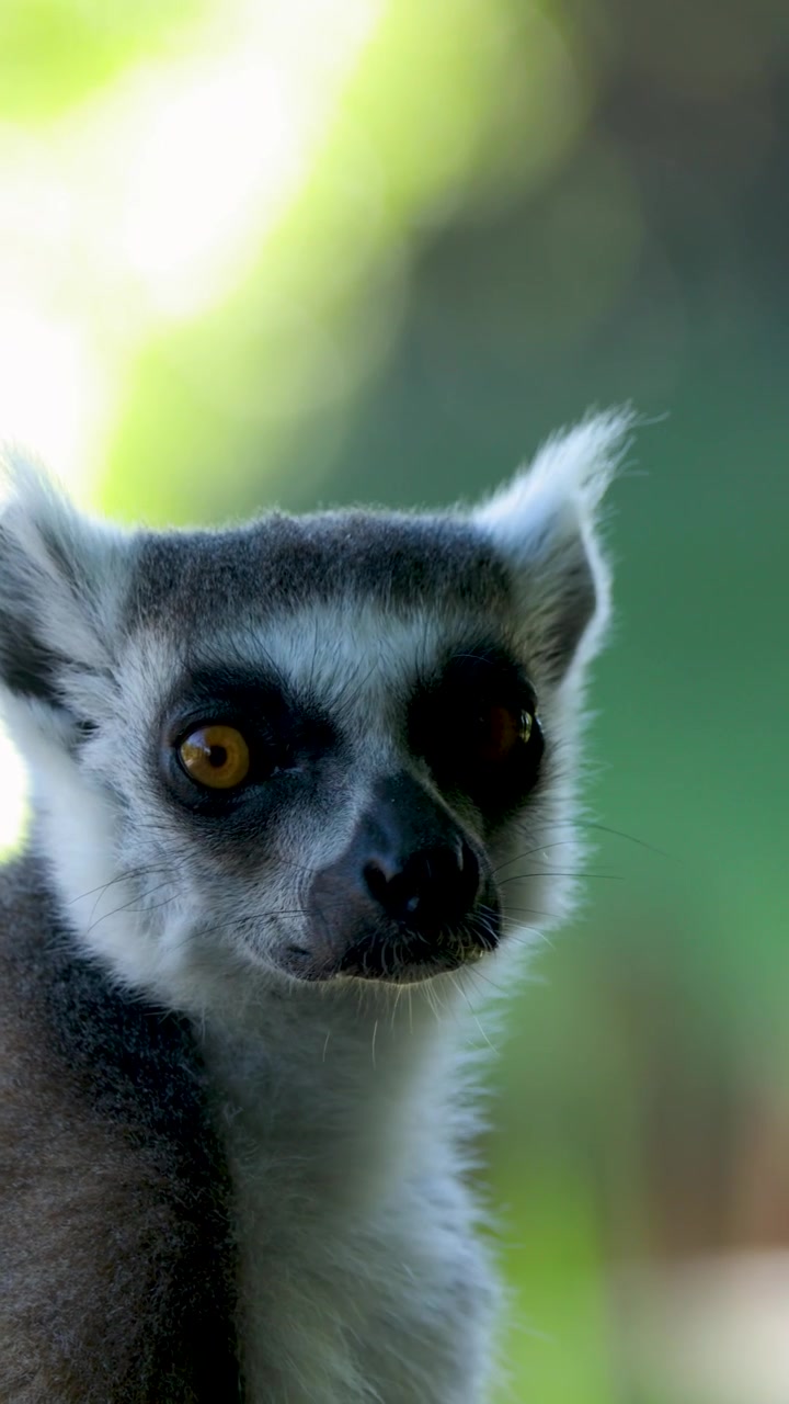 Close-up de perfil de um lêmure-de-cauda-anelada olhando para cima e ao redor com luz natural ao ar livre.