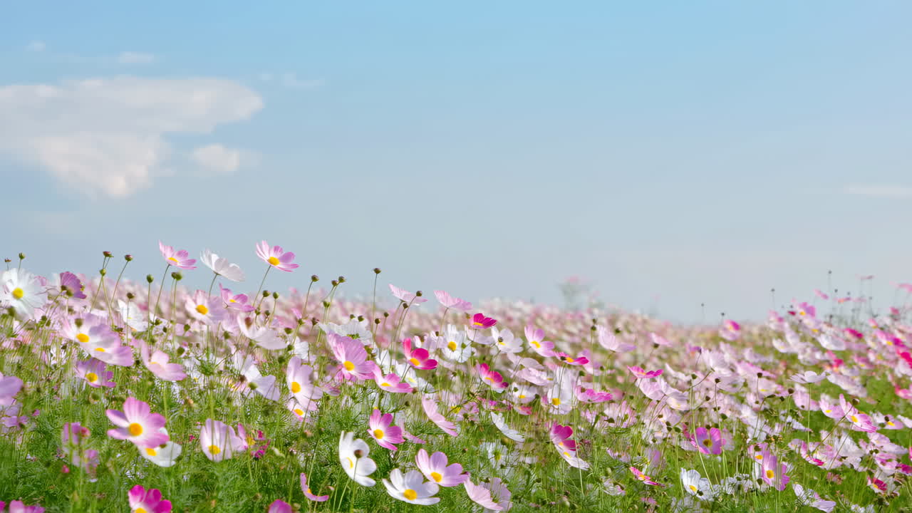青空の下、野原で優しくそよぐコスモスの花