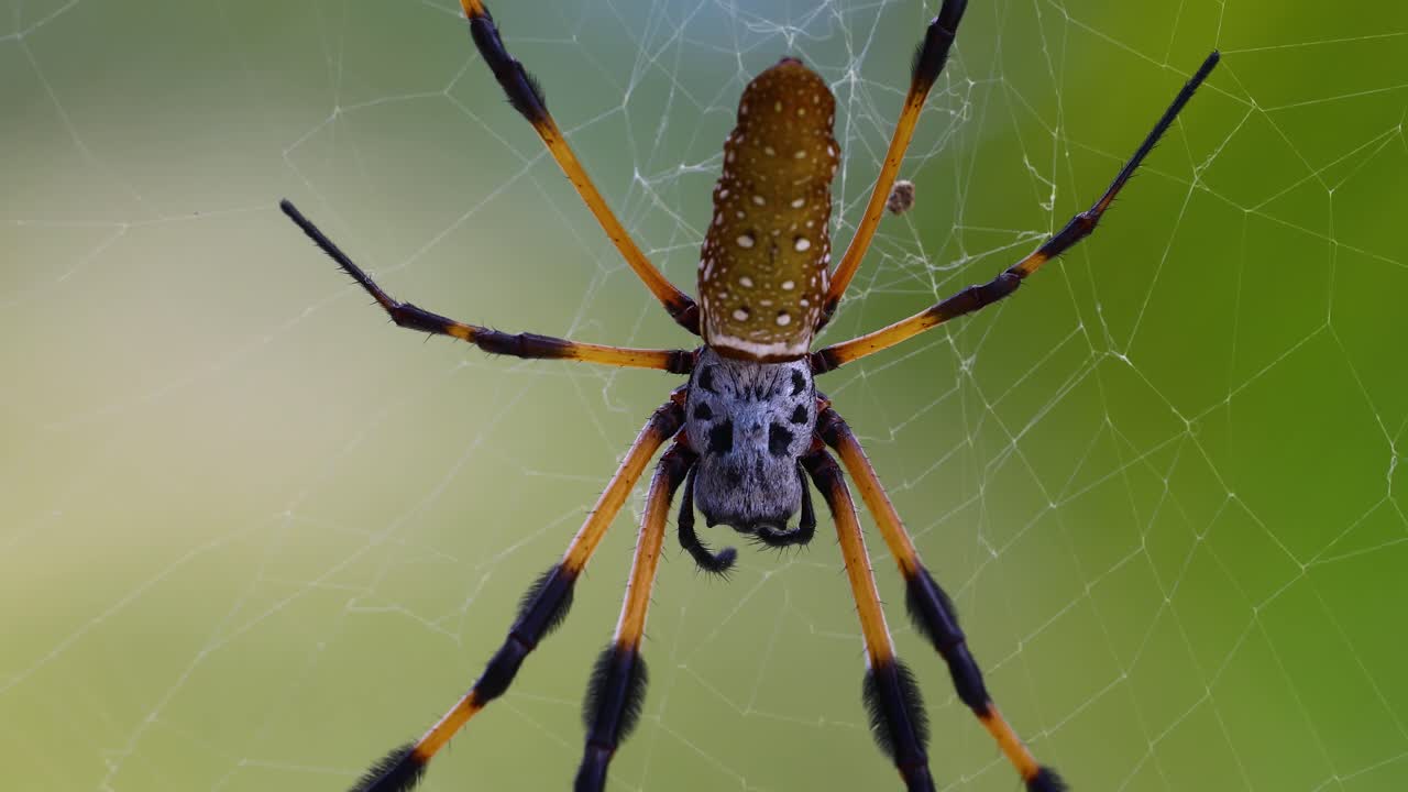 바하마 의 황금색 실크 오브 웨이버 트리코네필라 클라비페스 의 정적 클로즈업 비디오