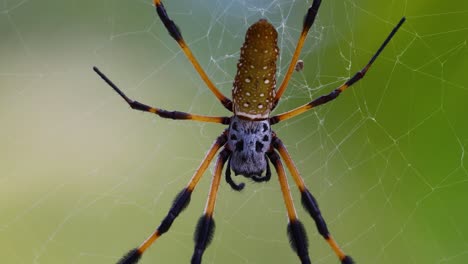 video de primer plano estático de un tejedor de seda dorada trichonephila clavipes en las bahamas