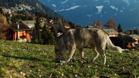 majestic husky walking through an open alpine field at sunset, with breathtaking mountain views and
