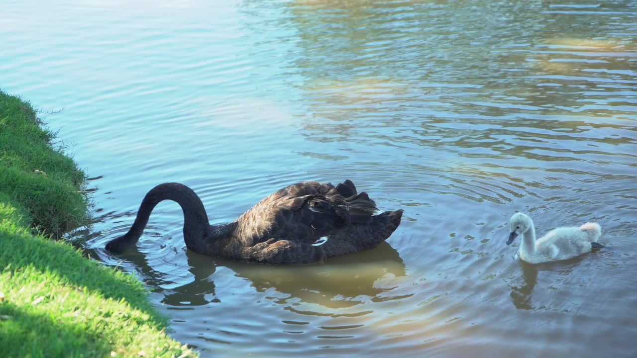 Filhote de cisne aprendendo a pegar alimentos de um cisne-negro progenitor no lago durante um dia ensolarado