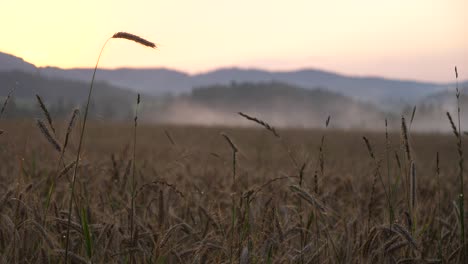 Atemberaubende-Aufnahmen-Von-Einem-Getreidefeld-In-Der-Abenddämmerung