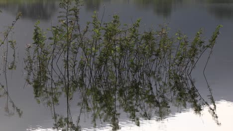 a close up of green plants growing in a lake in thailand